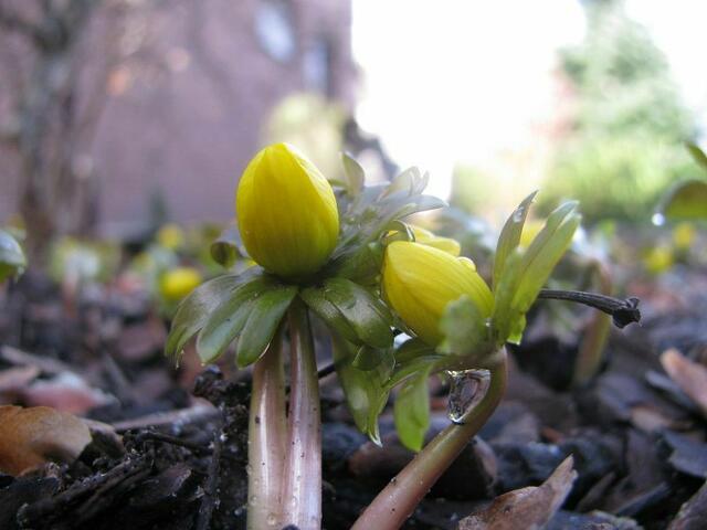 ....und in meinem Garten die ersten Winterlinge!