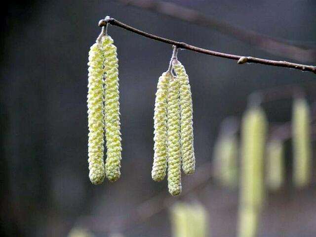 der Hasel beginnt auch.........