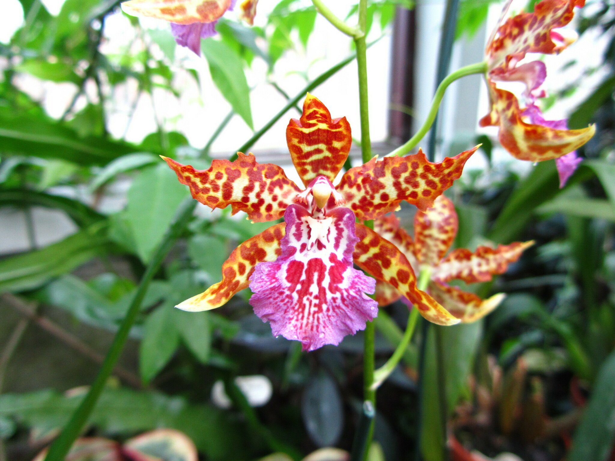 Orchideenausstellung in den Herrenhäuser Gärten Hannover Hannover