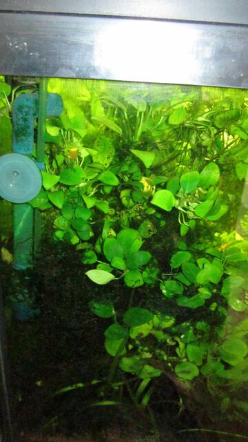l.Seitenansicht-Anubias begrünt alles-wer weiß,wie langsam die wächst,kann deren Alter bewundern....