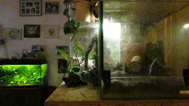 Blick auf Vogelspinnenterras,dazwischen das Kornnatterbabyterra-aufs 112l Aqua