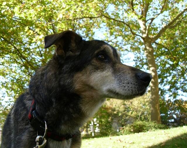 Das ist unser Branko. Er ist ein Mischling und begleitet uns seit seiner Geburt. Im März wird er stolze 18 Jahre.