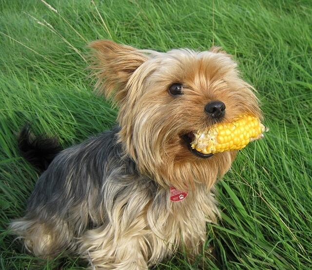 Yorkie-Dame Daisy mit Maiskolben