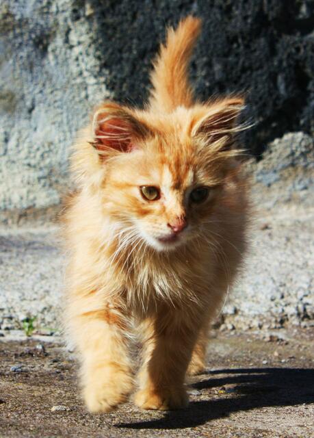 Kleine Mieze, gesehen auf La Palma