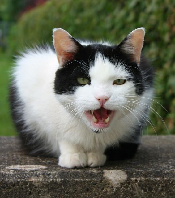Rocky, 17 Jahre, der "Boss" der ganzen Straße...