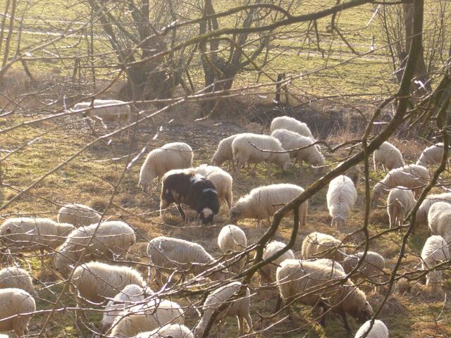 Auch in dieser Herde gibt es ein "schwarzes Schaf"