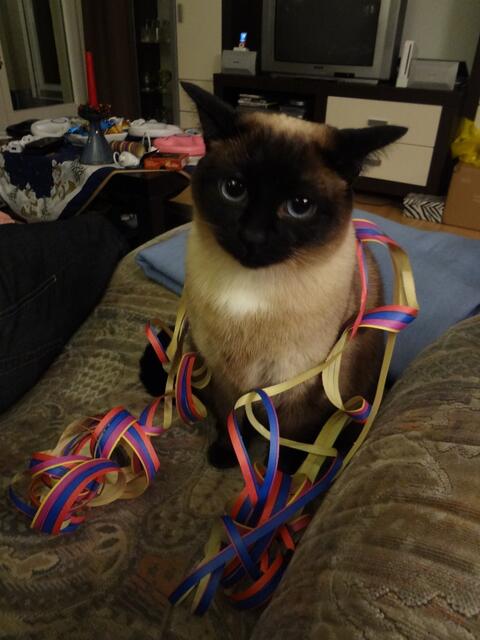 Thaikatze Luna zu Silvester