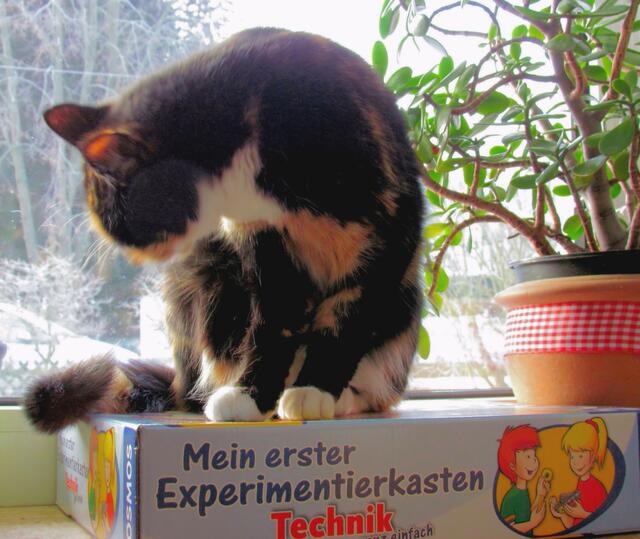 Die Glückskatze und ihr Experimentierkasten