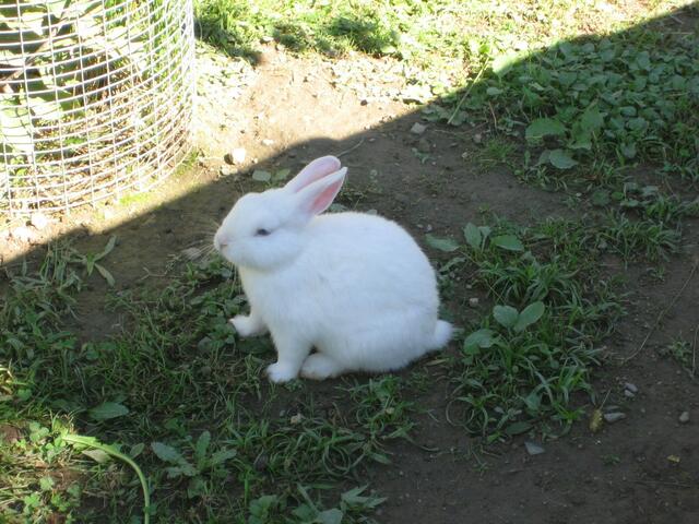 Das ist Freddy!