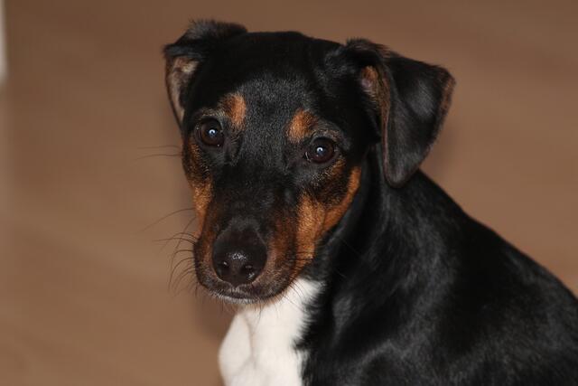 Ich heiße Toto bin ein junger Jack Russel  und wohne in Neustadt am Rübenberge.