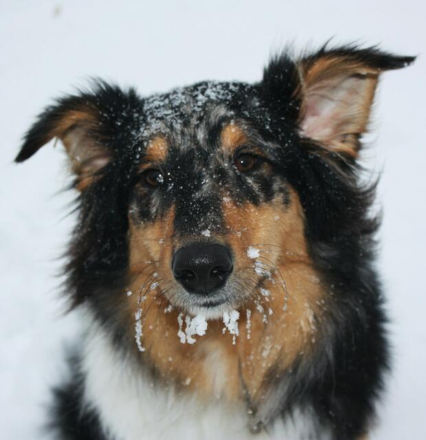 Ida hat Spaß im Schnee