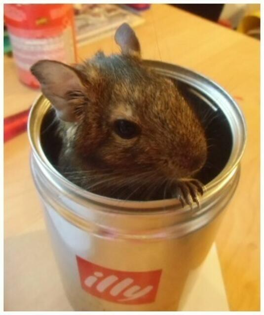 unsere DEGU - Dame  "Marie"