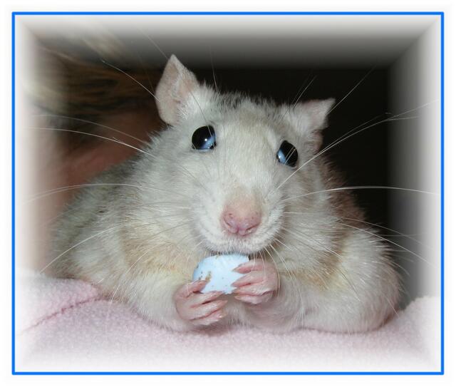 meine ratte Flecky