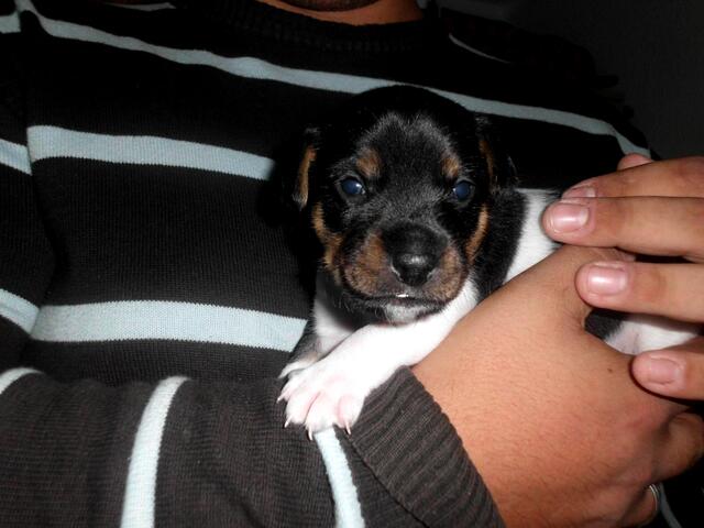 Toto als Baby bei Herrchen auf dem arm