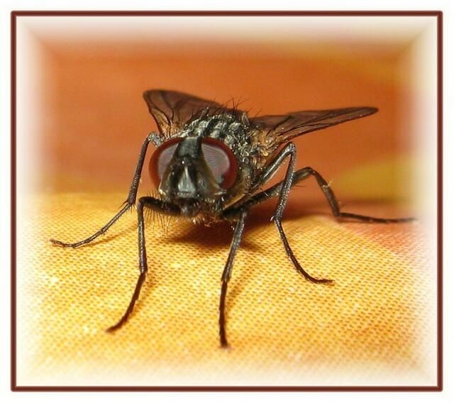 Fliege  :-)