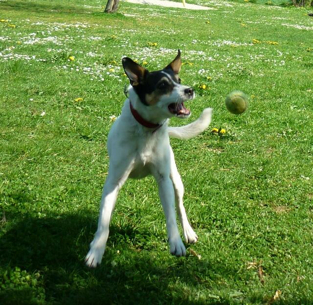 Ball - Ball - Ball - Ball