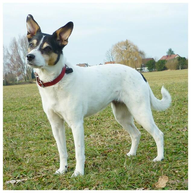 meine Susi ( 12 Jahre )   Mischling ---- Pudel/Dackel/Jack Russel/usw. ;-)