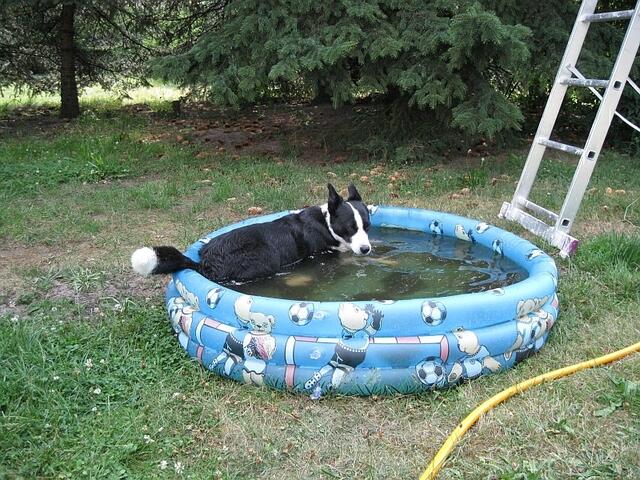 Betsey im Pool