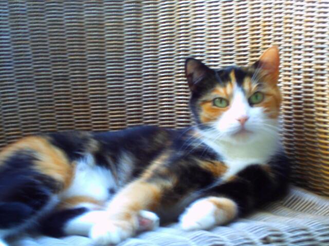 Mein Name ist Micky und bin 11 Jahre und habe meine Familie fest in der Pfote