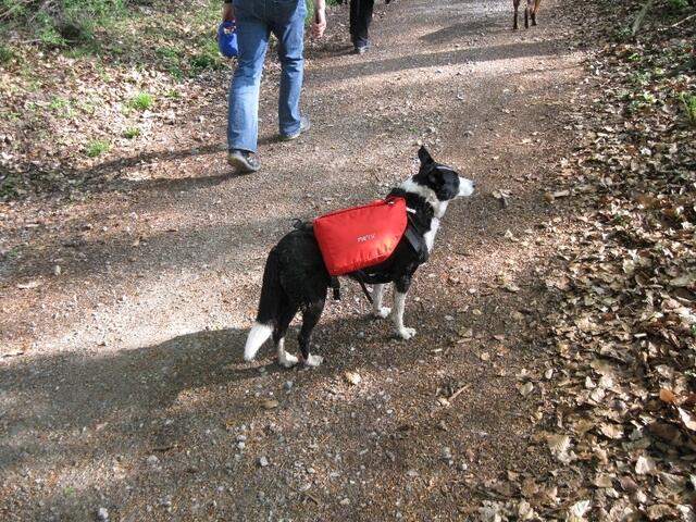Betsey als Wanderhund mit Gepäck