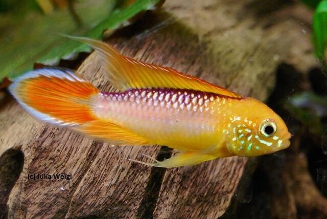 Apistogramma agassizii var. "fire red" Männchen