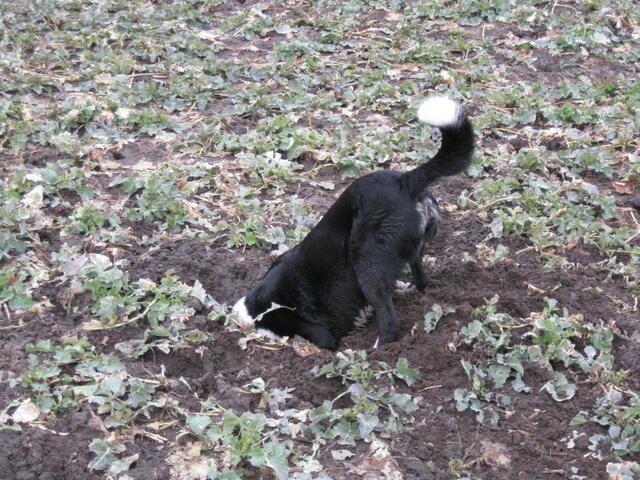 Betsey bei Erdarbeiten
