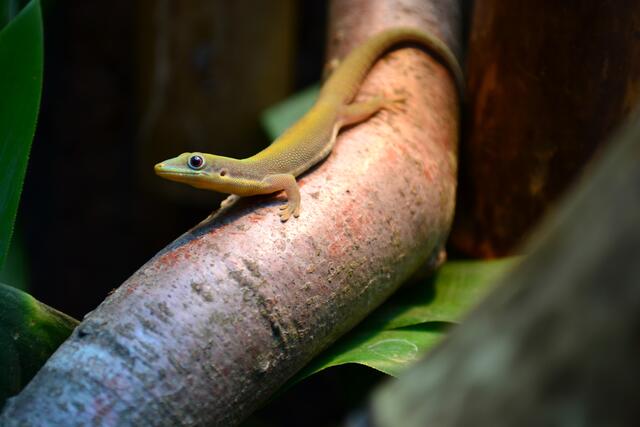 Phelsuma Berghofi 0,1 (2)