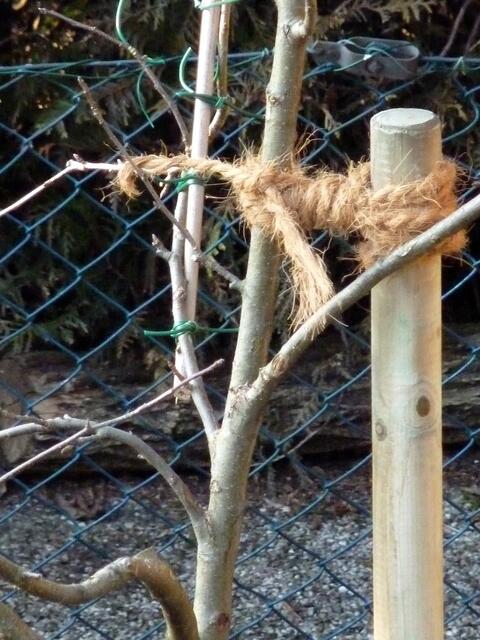Apfelbaum in der AUSBILDUNG