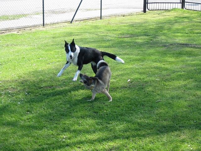Betsey und Crazy .. voll in Action