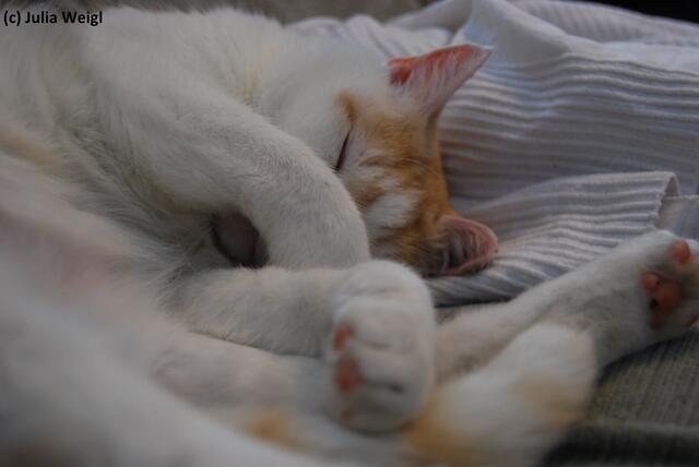 Katze, Europäisch Kurzhaar. Felix, 15 Jahre alter Kater