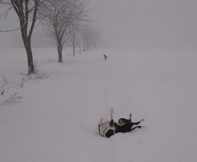 Betsey: Schnee macht ein schönes Fell
