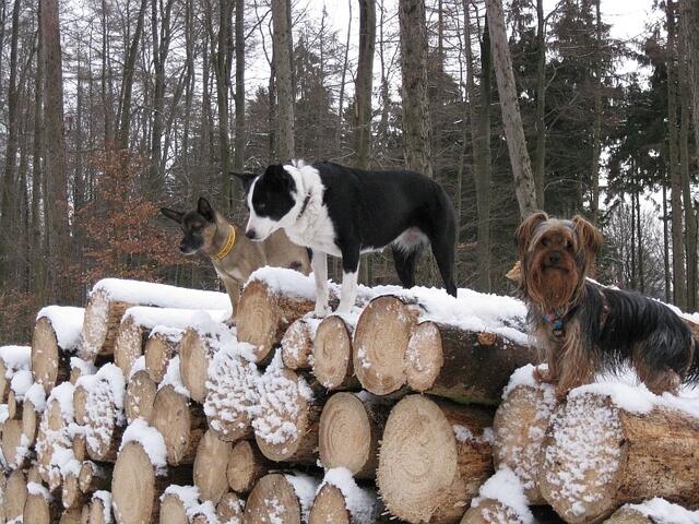 Crazy, Betsey und Daisy ... immer aktiv!