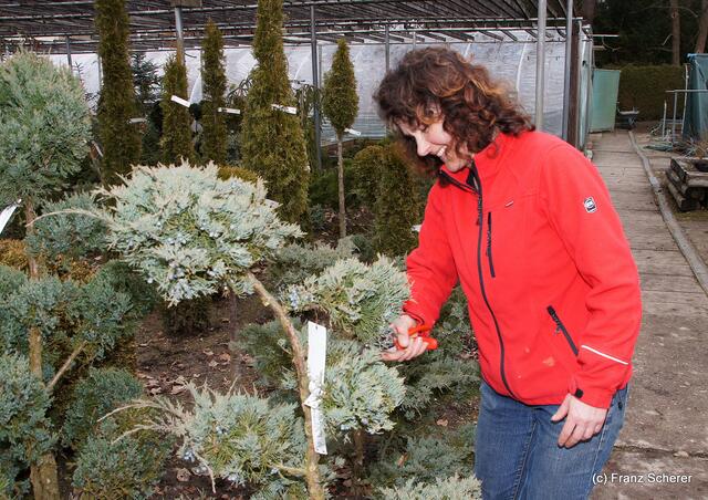 Garten ist Liebe und Arbeit - und viel Freude! - Auch die Nadelgehölze brauchen ihren Schönheitsschnitt