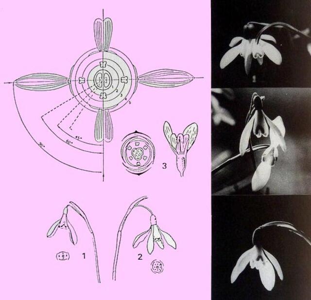 Schneeglöckchen-Blütenmutanten: Durch gesetzmäßige Asymmetrisation/Symmetrisation lassen sich Blütenteile transformieren: 2- und 4-zählig. Siehe Artikeltext. Abb. 3 aus EST-Beitrag. Lehrtafel. werner hahn