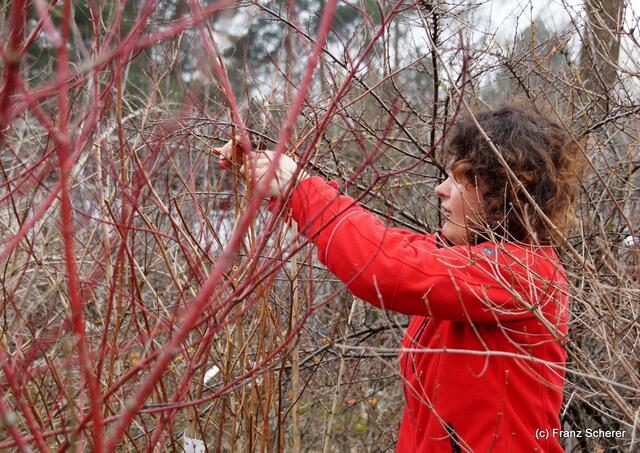 Garten ist Liebe und Arbeit - und viel Freude! - Jetzt kann man sehen, wo und was man schneidet. Sabine Dempfle zeigt den fachgerechten Strauchschnitt