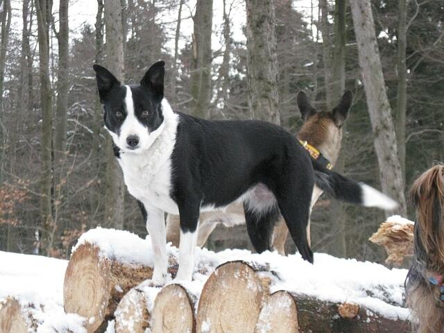Betsey im Schnee ... und die tollsten Steh-/Knickohren