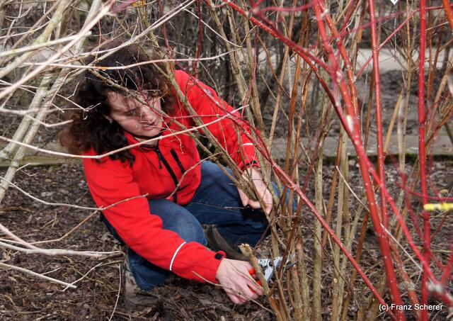 Garten ist Liebe und Arbeit - und viel Freude! - Jetzt kann man sehen, wo und was man schneidet. Sabine Dempfle zeigt den fachgerechten Strauchschnitt