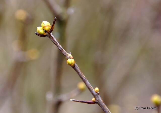 Garten ist Liebe und Arbeit - und viel Freude! - Die Knospen der Blutpflaume erwarten die ersten Sonnenstrahlen