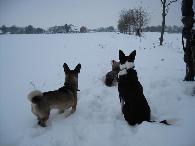 Crazy, Daisy und Betsey warten auf Snoopy