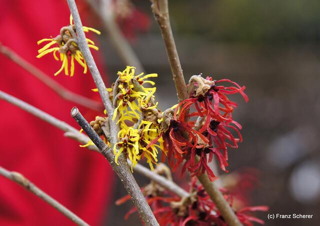 Garten ist Liebe und Arbeit - Die Blüten der "Zaubernuss" (Hamamelis) sind echte Frühlingsboten im Gartenjahr