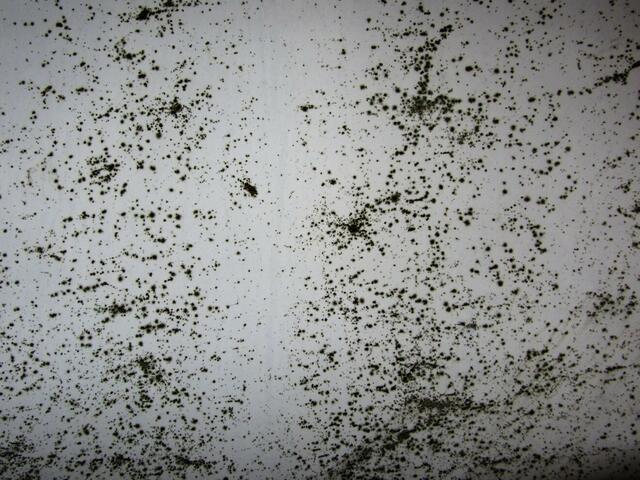 Schimmelflecken auf einem Plakat