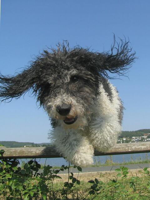 Bonito. Spanischer Wasserhund (Perro de Agua Espanol).