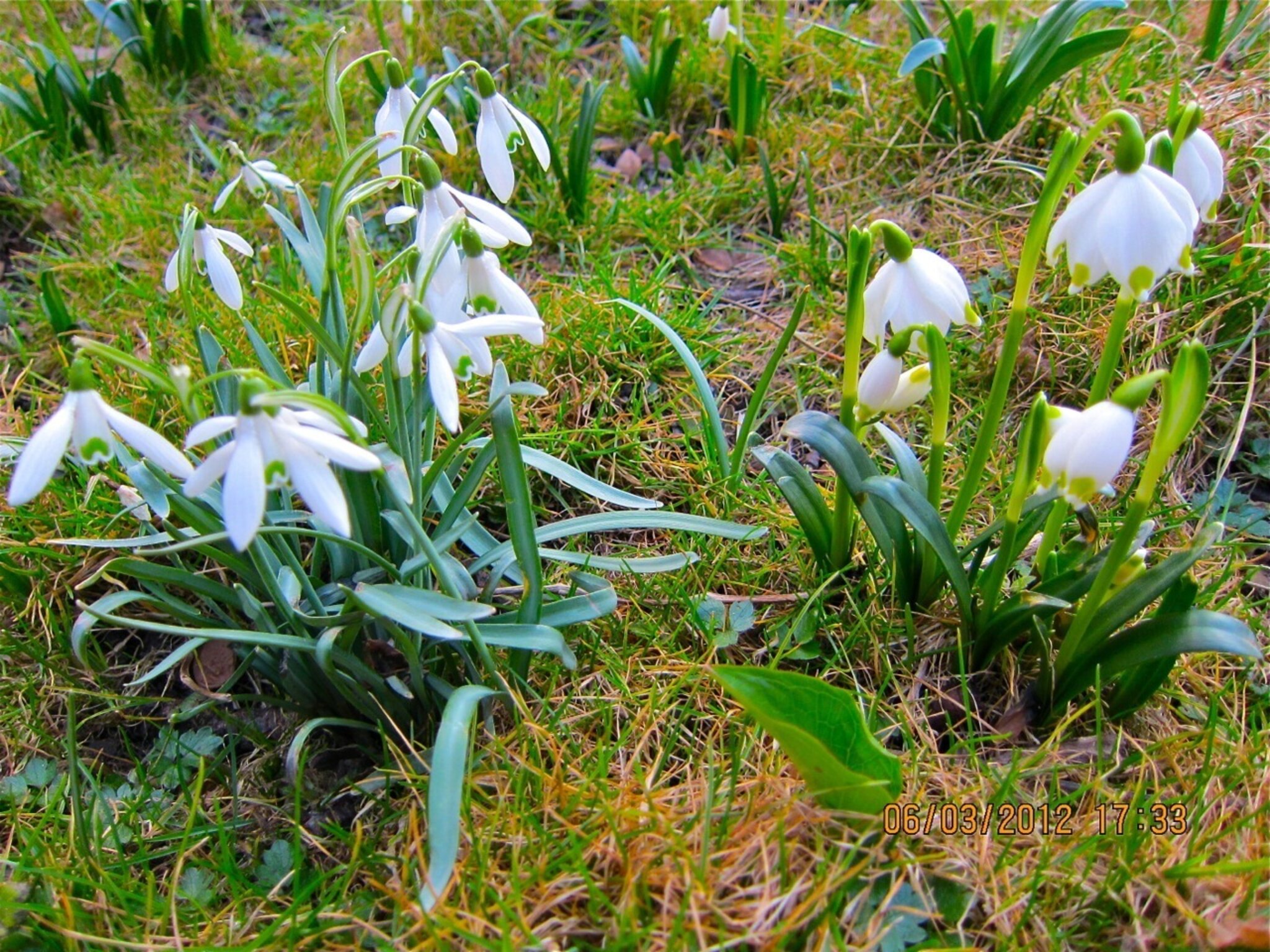 Schneeglöckchen und Märzenbecher im eigenen Garten sind eine Augenweide