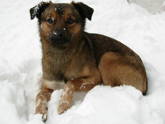 Bambis erster Schnee
