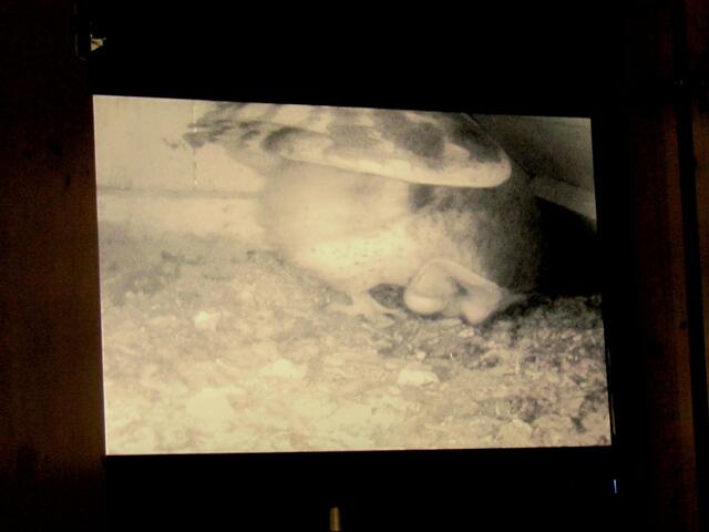 Das erste Schleiereulenei am 7. März 2012 so im Naturkundehaus gesehen