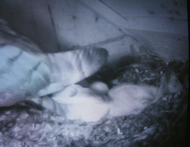 Ein Bild vom 6. Juni 2011, dass letzte Ei und die drei geschlüpften Schleiereulen im Naturkundehaus Damm