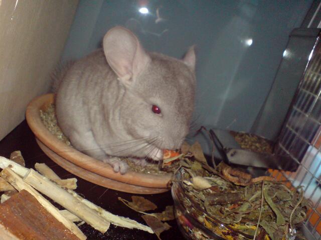 Chinchilla Jonny