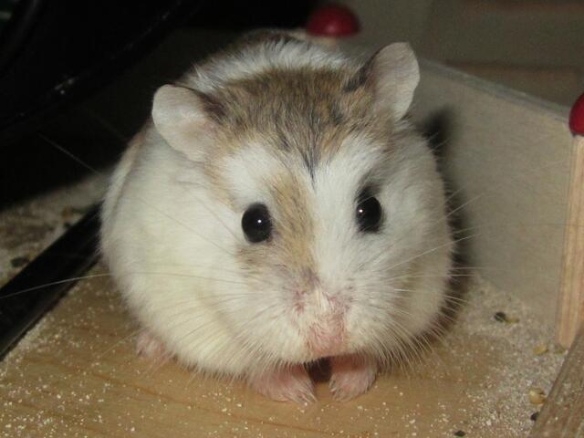 Hamster Jacki