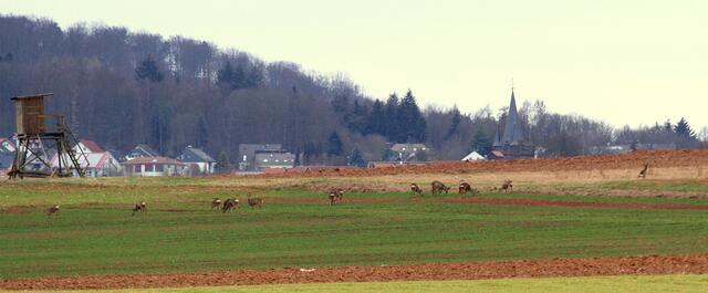 Rehrudel