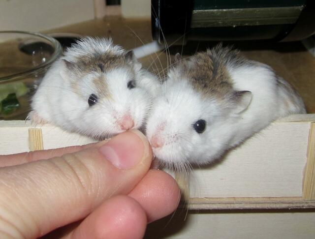 die Roborowskihamsterschwestern Jacki und Josie